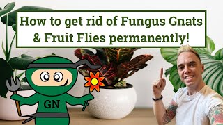 Getting rid of Fungus Gnats or Sciarid flies permanently [upl. by Amelia]