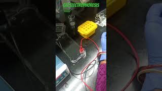 Gel electrophoresis niser neet cebs nest iiser iisc isikolkata isro scientist science [upl. by Berkshire485]