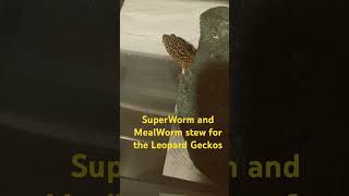 SuperWorm and MealWorm stew for the Leopard Geckos [upl. by Dnomsaj]