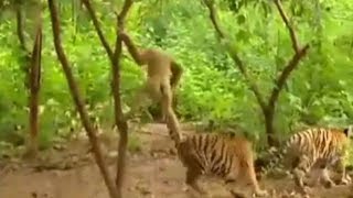 Viral video  Egoistic Monkey  Giving torture to tiger [upl. by Alika]