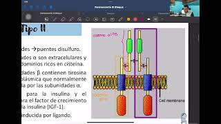 3 LABORATORIO Receptores tirosina cinasa [upl. by Ahsak]