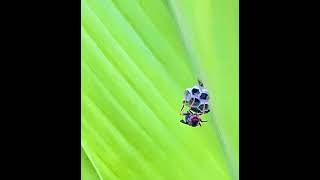 Time lapse Wasp nest [upl. by Leonanie815]