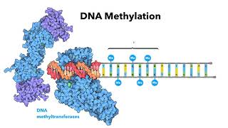 Introduction to epigenetics  LearnOmicsLogiccom [upl. by Yetah]