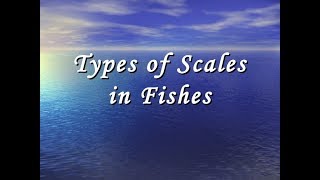 Scales of Fishes [upl. by Anaitsirc]