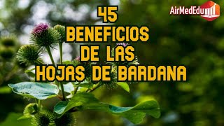 45 Beneficios de las Hojas de Bardana [upl. by Shaun232]