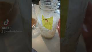 sourdough starter [upl. by Aicenod]