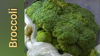 Broccoli Gravy recipe in Tamil  ப்ரக்கோலி கிரேவி செய்முறை  YouTube Shorts  பந்திக்கு முந்து [upl. by Aiem]