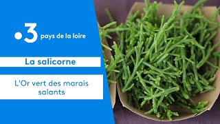 Gastronomie  la salicorne cet aliment méconnu de nos marais salants [upl. by Vick96]