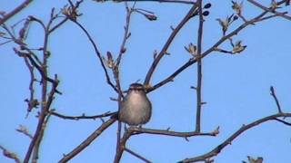 Bewicks Wren [upl. by Ricca]