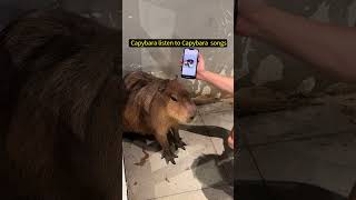 When a capybara is listening to a capybara song  cute capybara [upl. by Saloma]