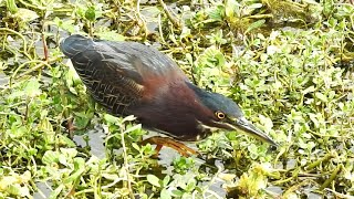 Green Heron catches a fish but before that happens a Damselfly lands on the end of its bill [upl. by Filmore724]