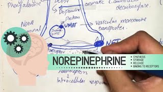 Norepinephrine  Synthesis Storage Release Binding to receptors Degradation Drugs acting [upl. by Aneahs]