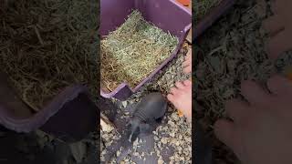 Cute Little Skinny Pig [upl. by Hoffer]