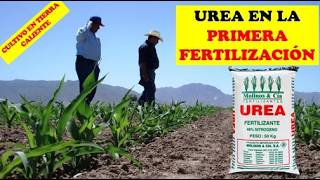 1ERA FERTILIZACION CUANTA UREA APLICAR  CULLTIVO DE MAIZ  CULTIVO EXITOSO  AGRONOMIA [upl. by Wandis820]