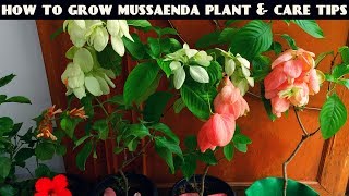 How to Grow Mussaenda Plant and Full Care Tips [upl. by Nadeen]