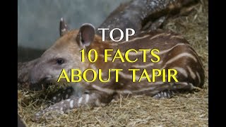 Top 10 Tapir Facts  Amazing True Facts About Tapirs [upl. by Alyakcm424]