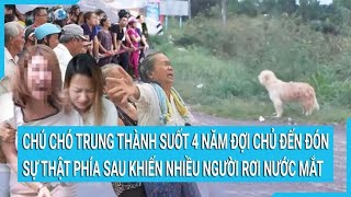 Chú chó trung thành suốt 4 năm đợi chủ đến đón sự thật phía sau khiến nhiều người rơi nước mắt [upl. by Aihsinat632]