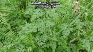 Aethusa cynapium  fools parsley  poison [upl. by Navy176]