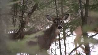 When and Why Deer Shed Their Antlers [upl. by Evadne836]