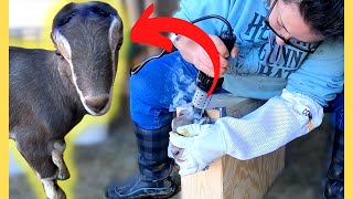 Disbudding a Dairy Goat First Time Doing it Myself VLOG [upl. by Sitof]