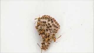 paper wasp nest time lapse [upl. by Erdied]