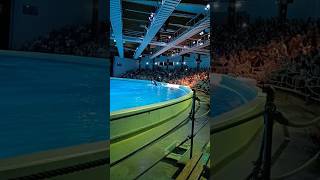 Dolphin 🐬 show [upl. by Godfrey]