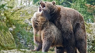 Nationalpark Bayer Wald BraunBären flirten und paaren sich Mating [upl. by Anilac780]