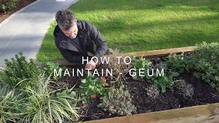 How to maintain  Geum [upl. by Salman]