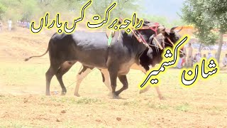 Bull race Dina  Akhara Jhelum Bull race chakswari [upl. by Wyler]