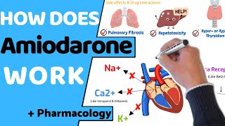 How does Amiodarone Work  Pharmacology [upl. by Erleena778]