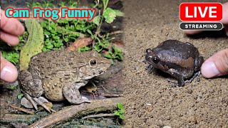 Funny frog catching for fun [upl. by Lubet531]