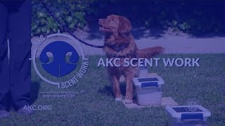 AKC Scent Work  Intro to Dog Sports [upl. by Richardo929]