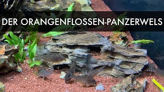 Der OrangenflossenPanzerwels  Corydoras sterbai [upl. by Gaw]