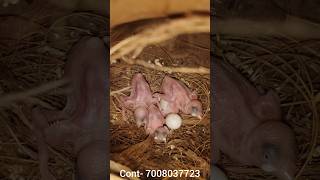 Baby Java bird birds javasparrow shots youtubeshorts [upl. by Maurizia720]