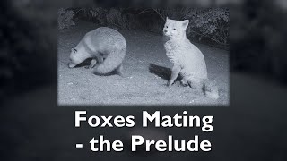 Foxes Mating  the prelude [upl. by Aihtebat]