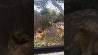 7 saba Bora male lions fighting  🦁🦁🦁Serengeti National park [upl. by Hanna236]