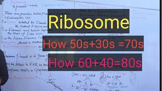 Ribosomeribosome structurecompositiondetail pashto lectures [upl. by Nuri]