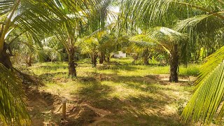 171 ECR SIVAM PROPERTIES 50 cent coconut farm 🌴🌴 guest house EB service motor compound ECR 800mm [upl. by Notsgnal]