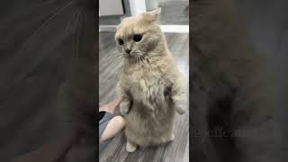 😺😺😺 funny funnypetschannel cat shortvideo yourcat petschannel yourpet [upl. by Nadabas]