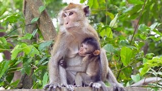 Crabeating or Longtailed Macaques Macaca fascicularis  Javaneraffen oder Langschwanzmakaken 1 [upl. by Kathryne]