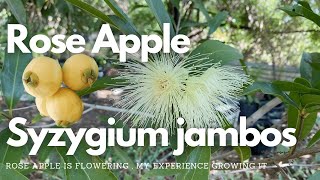 Rose Apple  Syzygium jambos flowering at the farm [upl. by Stalk]