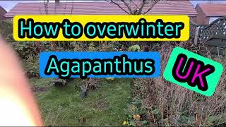 Agapanthus how to overwinter Guaranteed results [upl. by Ailasor886]