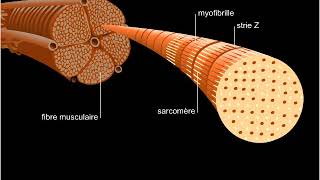 Structure dun muscle strié [upl. by Narahs]