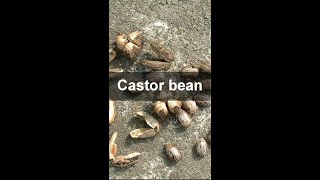 how to get Ricinus Communis seeds from pods How To Collect Castor Bean Seeds by machine at home [upl. by Alroi]