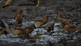 Waxwings at The Monsal Trail Hassop Station [upl. by Amena]