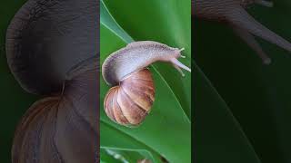 Amazing and Active Snail animal shortvideo shelledgastropod molluscan gastropoda nature slugs [upl. by Nylidam]