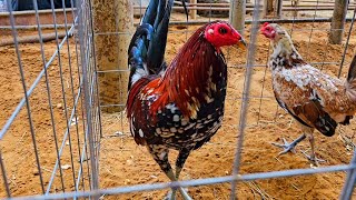 El Gallo Show 2 en Cleburne Texas [upl. by Casabonne97]