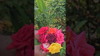 Roses harvesting in my garden roses mygarden gardening harvesting shortvideo ytshorts [upl. by Hotze]