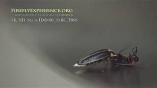 Firefly Predation  Photuris vs Photinus Carolinus [upl. by Earased56]