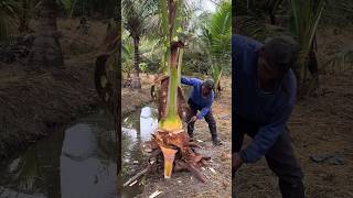 Harvest Baby Coconut Tree For Food  Thai Street Food [upl. by Cornie]